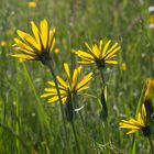 Die Büten des Wiesenbocksbart