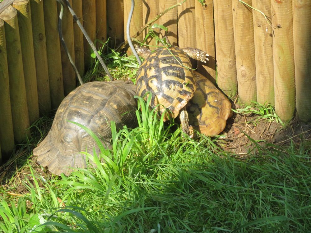 Die Buggies 1 Foto & Bild andere tiere, natur, tiere Bilder auf