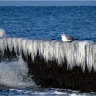 Die Buhnen am Strand vor Ahrenshoop, ...