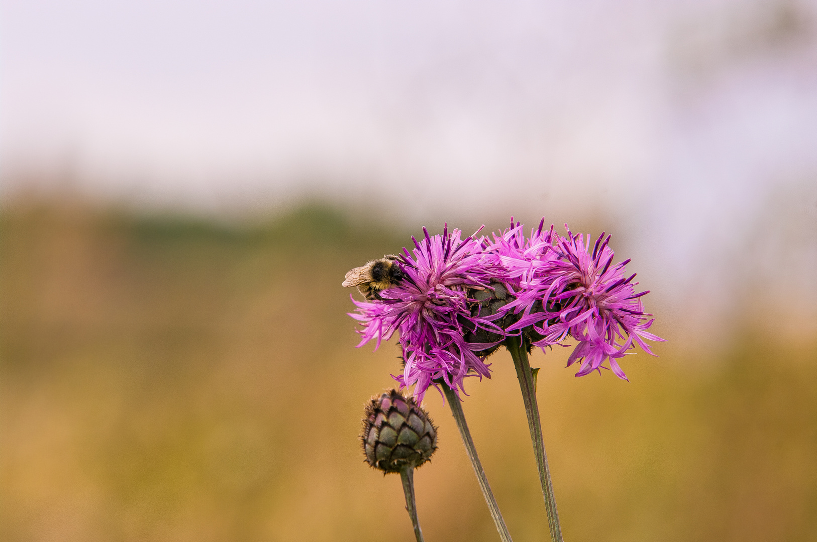 Die Bummelhummel