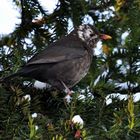 die bunte Amsel