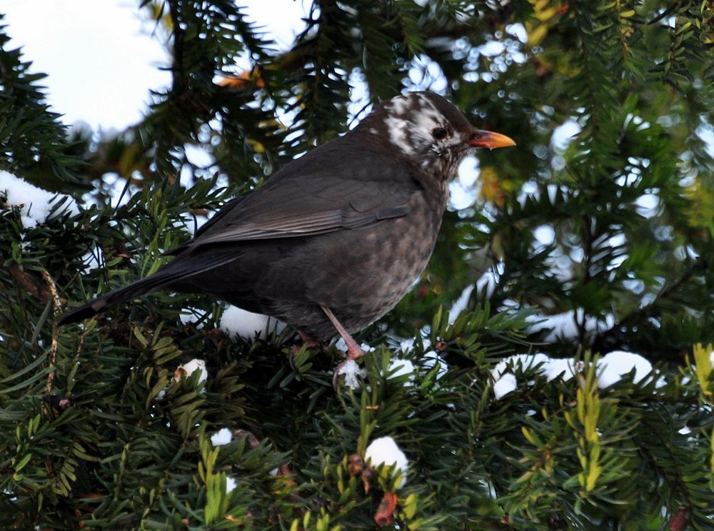 die bunte Amsel