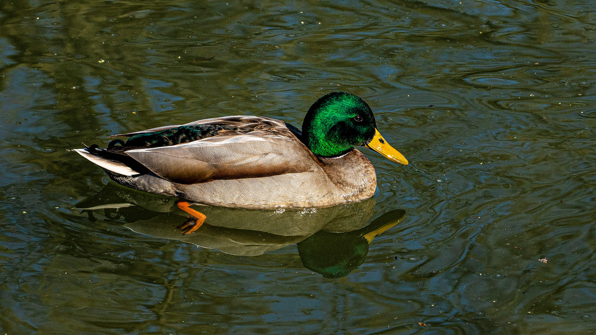DIE BUNTE ENTE Foto & Bild spezial, outdoor, tiere Bilder auf