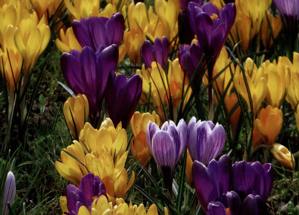 Die bunte Krokus Parade