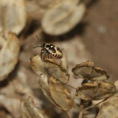 Die bunte Larve einer Kohlwanze (Eurydema oleracea)