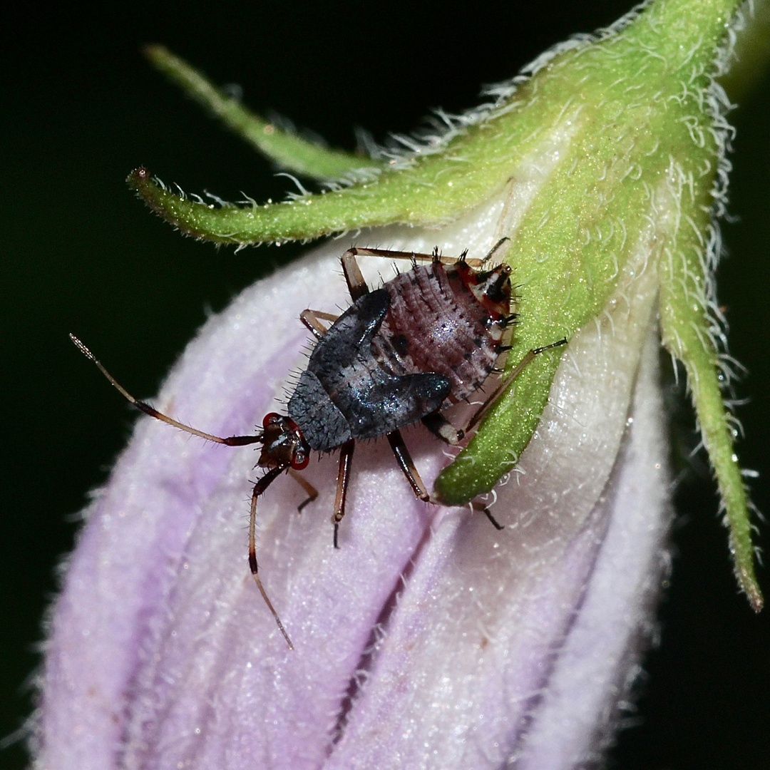 Die bunte Larve von Deraeocoris ruber, einer Weichwanze (Fam. Miridae)