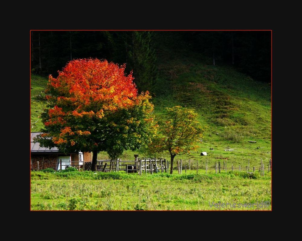 Die bunte Lebensfreude der Natur