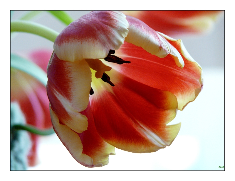 Die bunte Pracht der Tulpen!