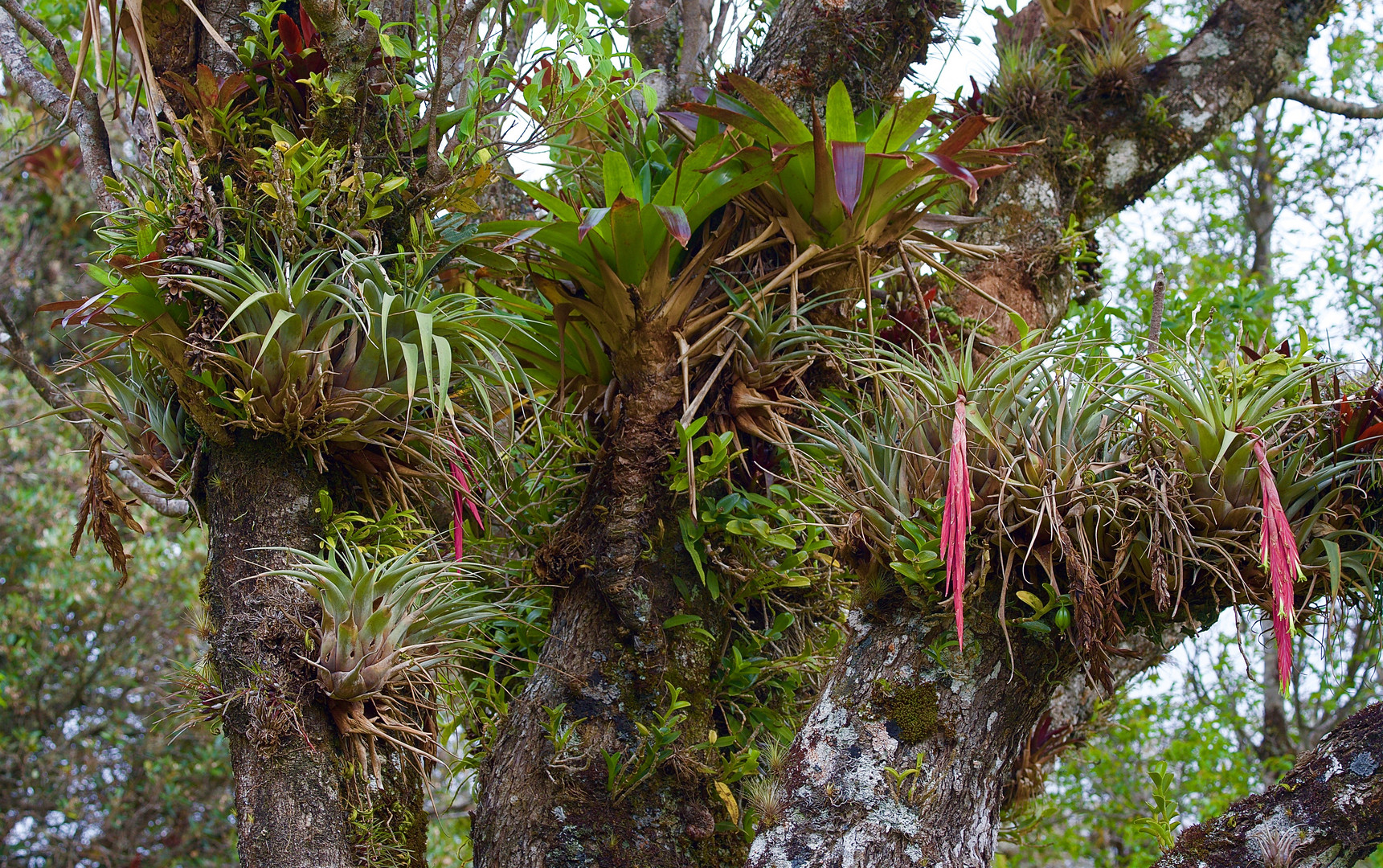 Die bunte Welt der Bromelien im Nebelwald