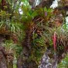 Die bunte Welt der Bromelien im Nebelwald