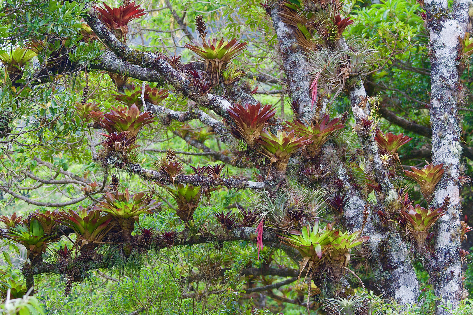 Die bunte Welt der Bromelien im Nebelwald