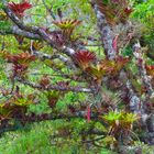 Die bunte Welt der Bromelien im Nebelwald