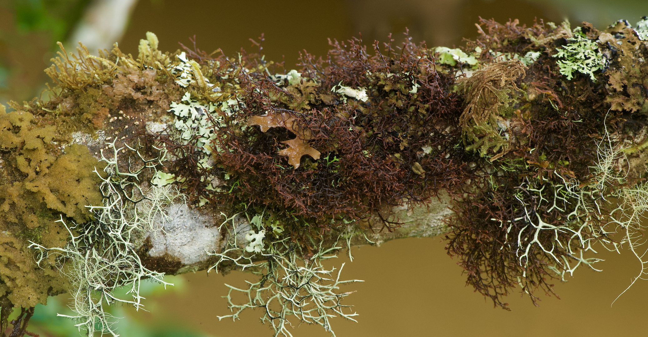 Die bunte Welt der Flechten im Nebelwald von Peru 