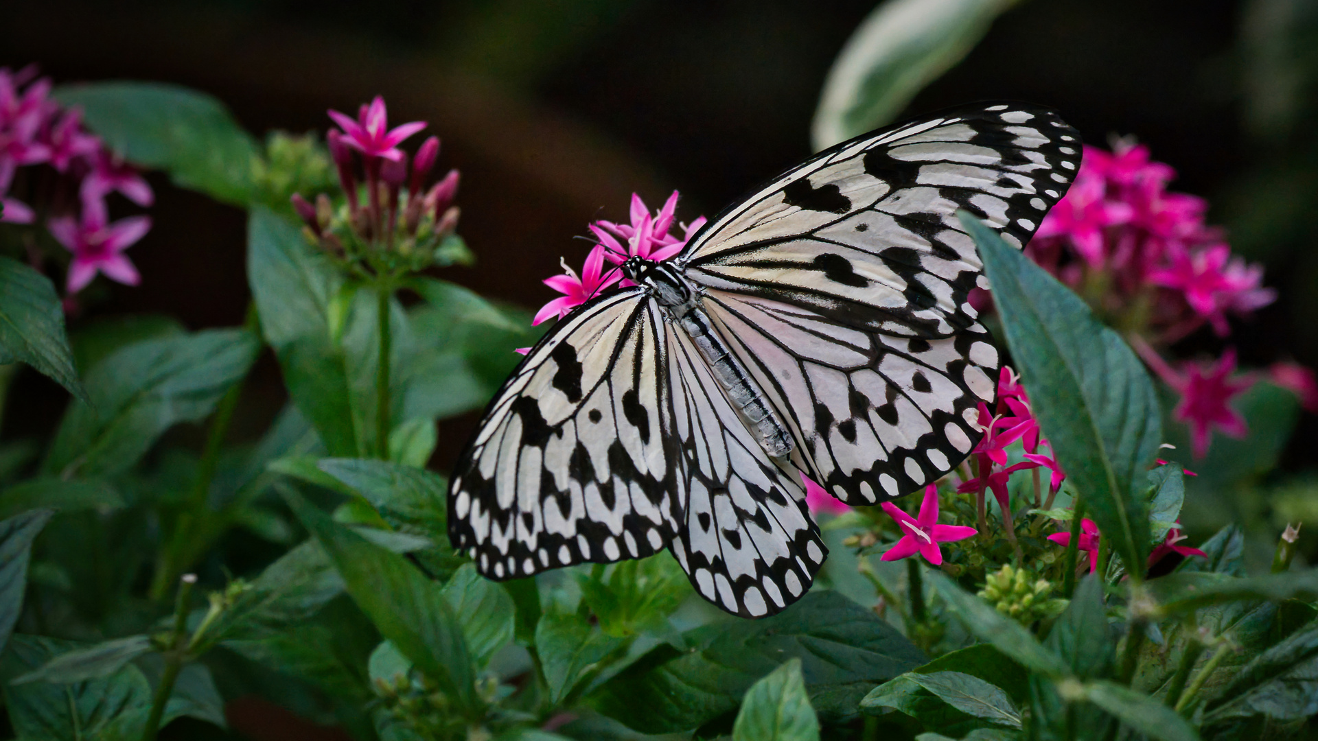 Die bunte Welt der Schmetterlinge... Teil 9 Foto &amp; Bild | tiere, zoo ...