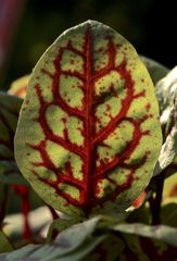 Die bunten Blätter des Blutampfers (Rumex sanguineus) ...