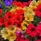 Die bunten Blüten der Petunien