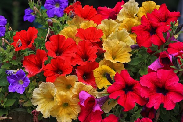 Die bunten Blüten der Petunien