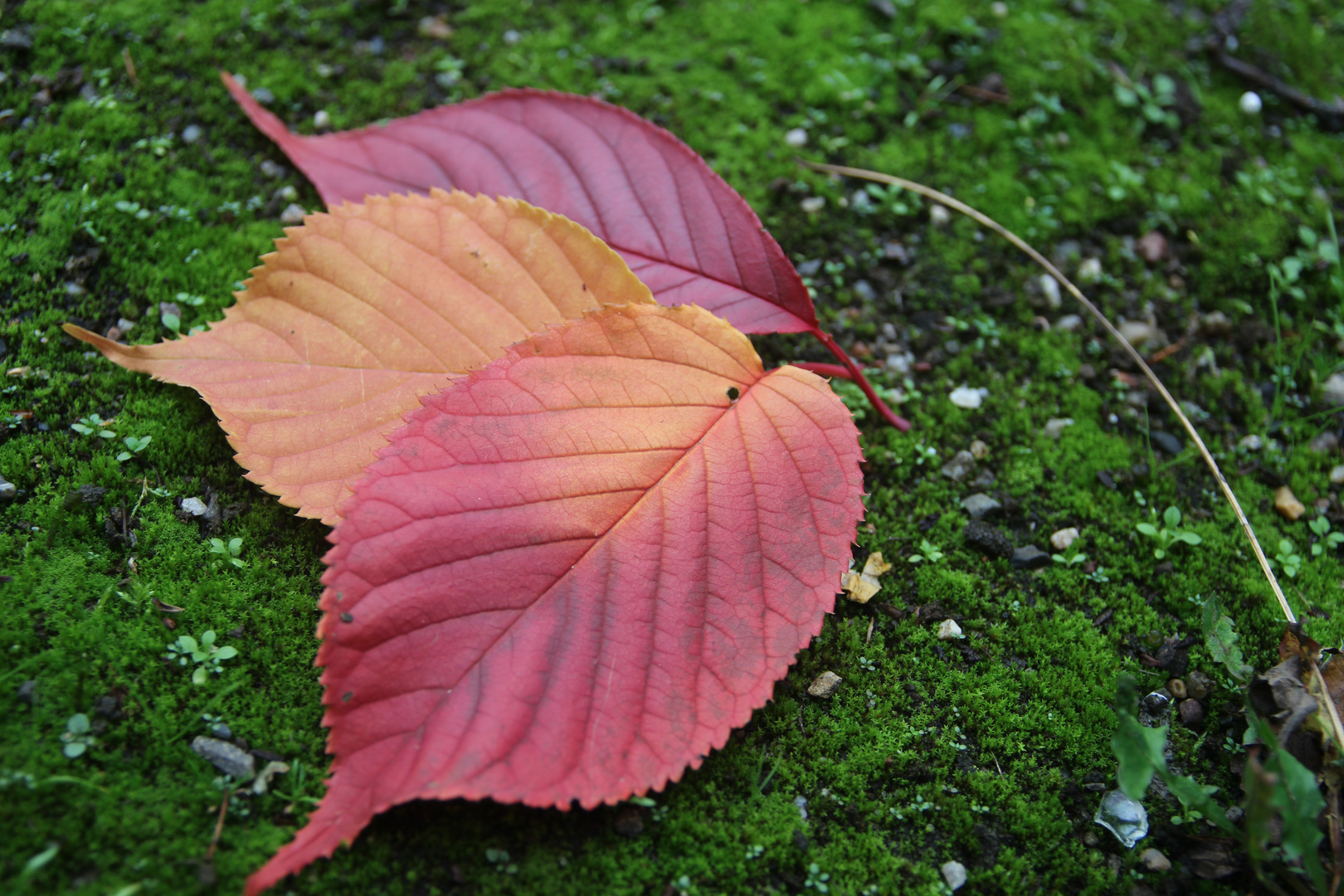 Die bunten Dinge im Herbst