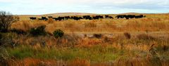 die bunten Farben des Australischen Farmlandes