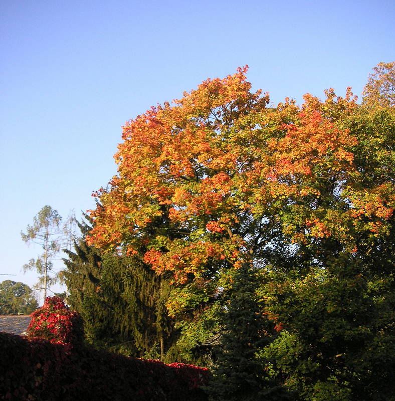 Die bunten Farben des Herbstes 2