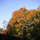 Die bunten Farben des Herbstes 2