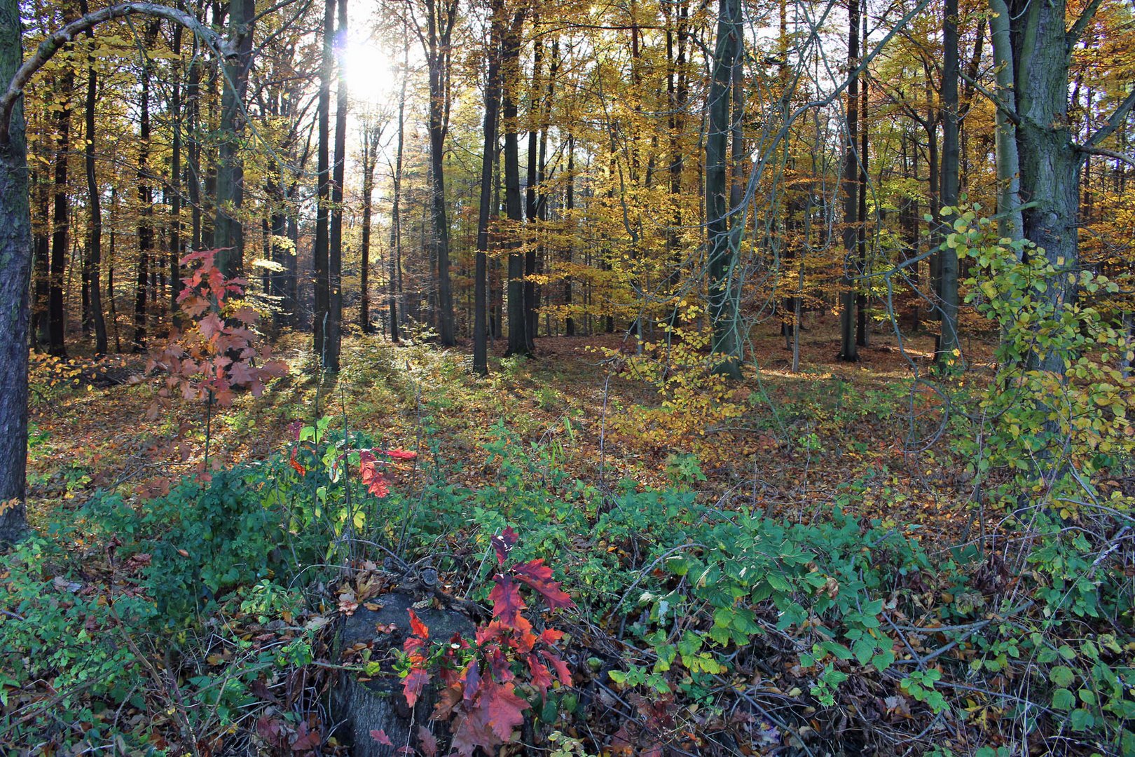 die bunten Farben im Herbst