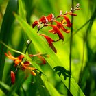 Die bunten Farbklekse im Sommer