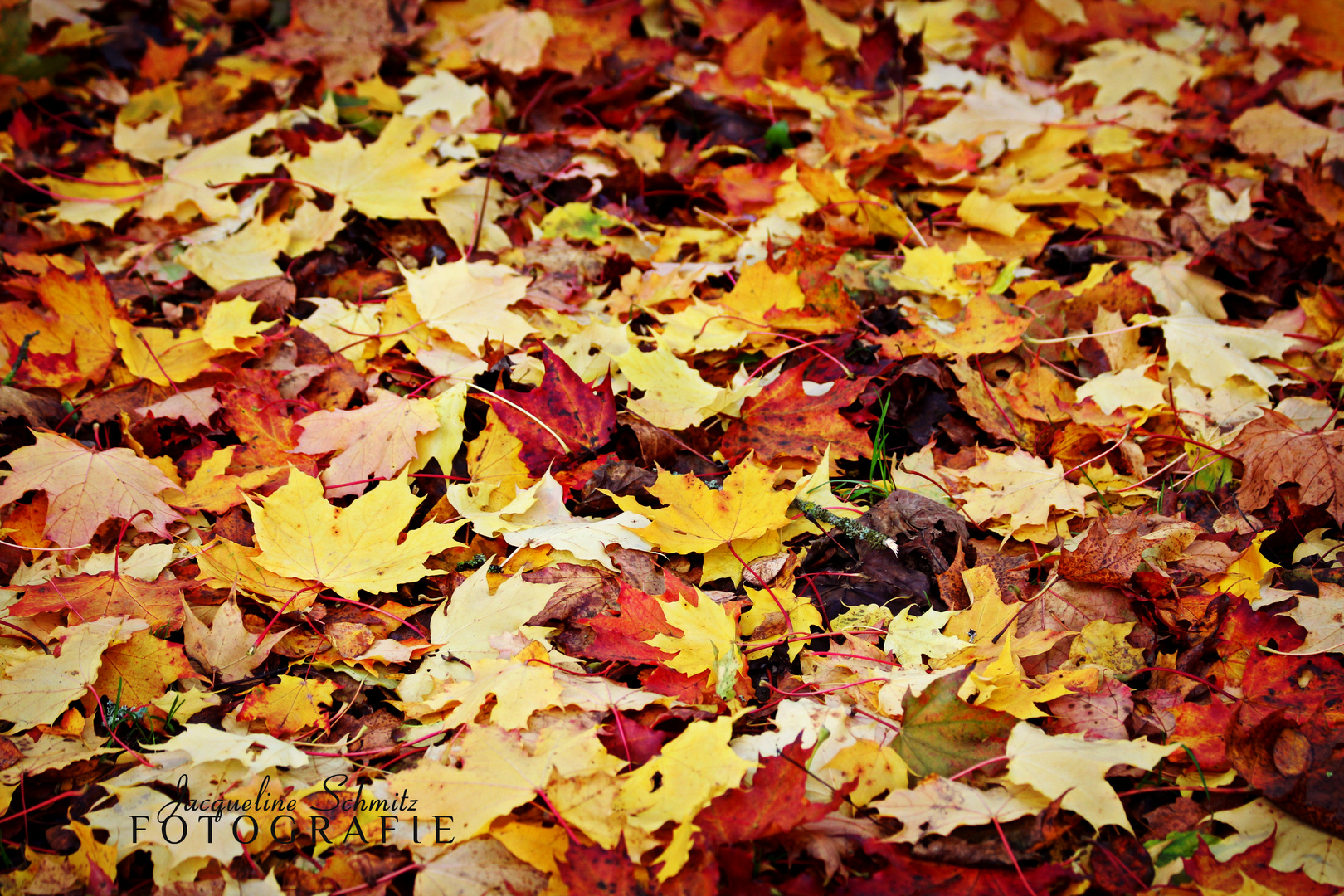 Die bunten Geschenke des Herbst