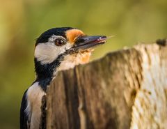 "Die BUNTEN werden immer frecher"