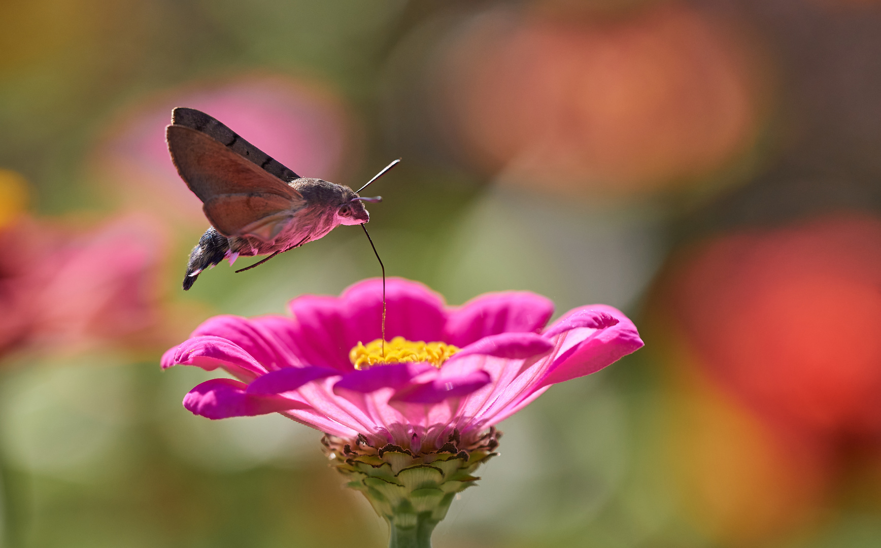 Die bunten Zinnien