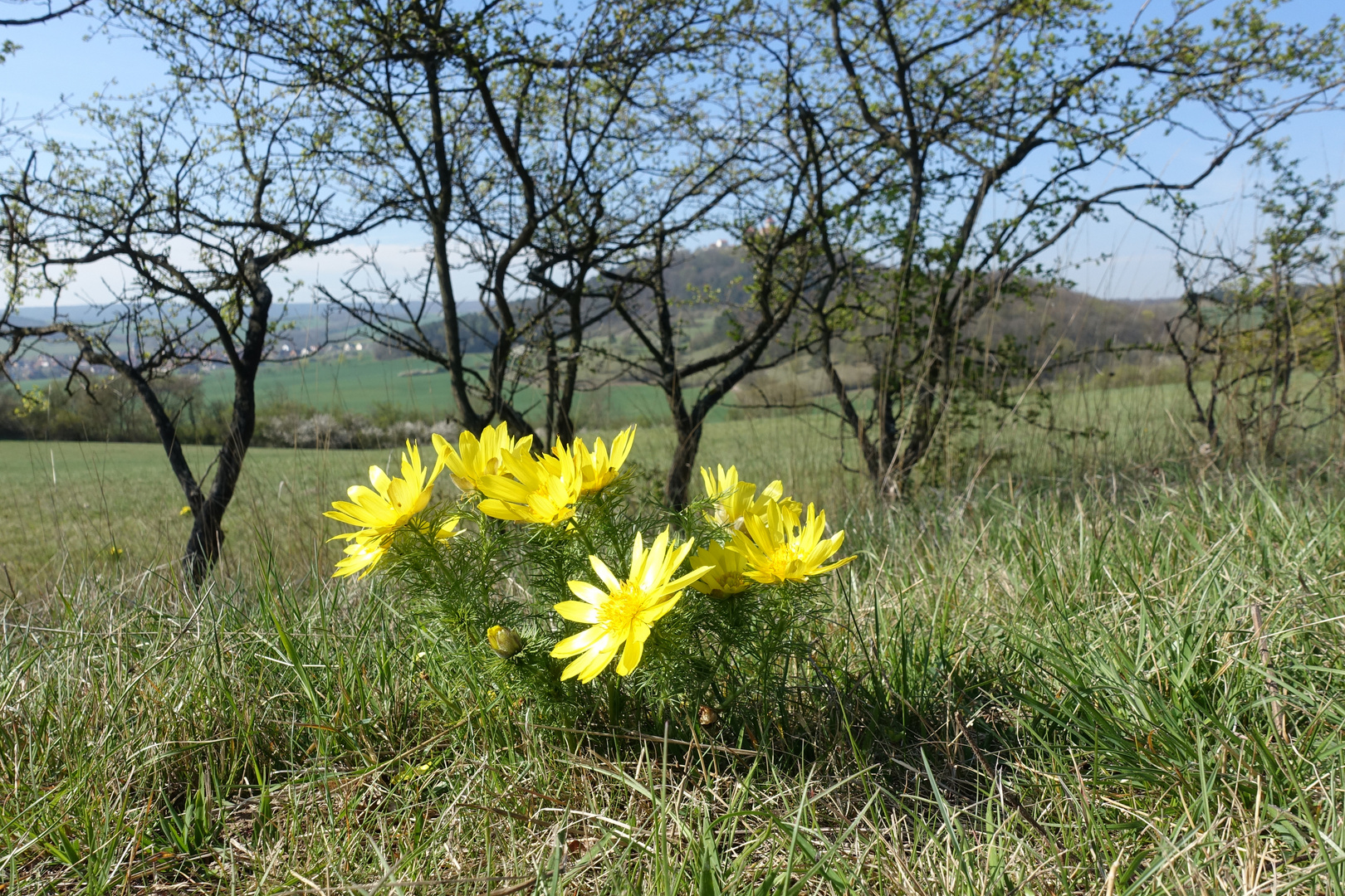 die Burg im Hintergrund