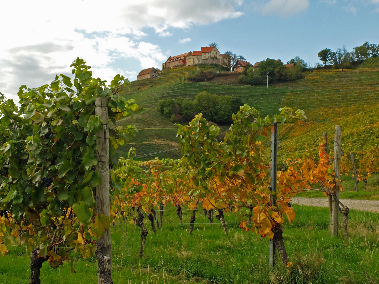 Die Burg Staufenberg bei Durbach.