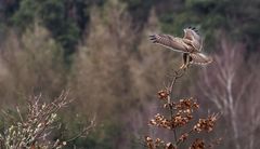 Die Bussard Landung