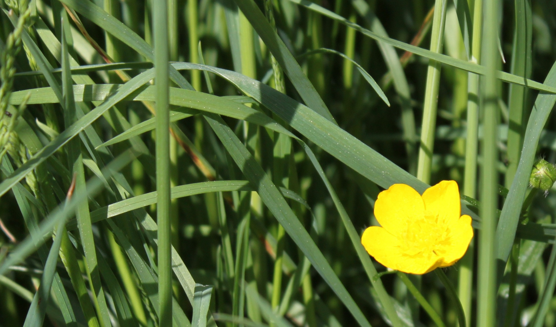 Die Butterblume Foto & Bild | pflanzen, pilze & flechten, blüten ... Die Butterblume Foto & Bild | pflanzen, pilze & flechten, blüten ...