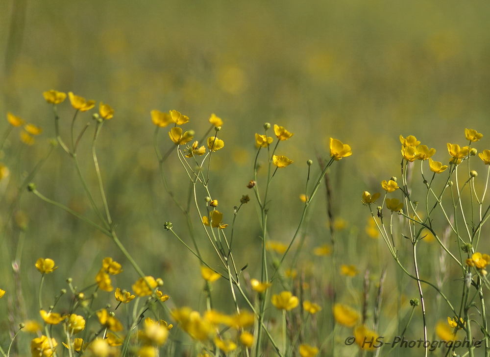 Die Butterblumen......