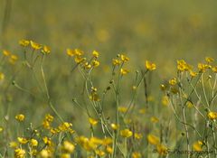 Die Butterblumen......