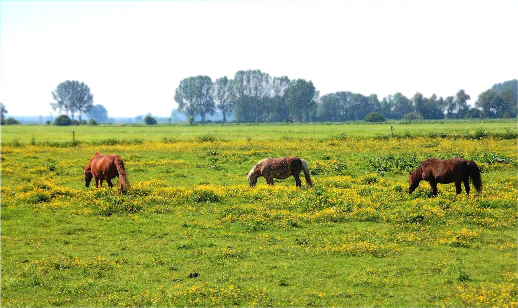 die Butterblumenwiese