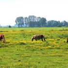 die Butterblumenwiese