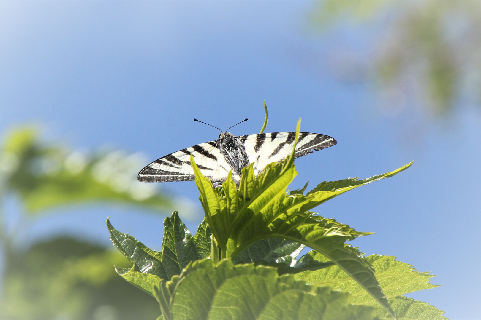 Die Butterfliege...