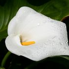 die Calla...