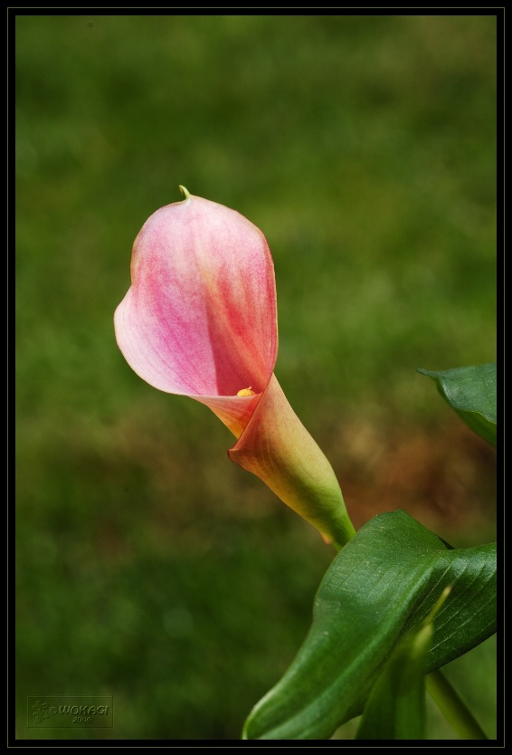 Die Calla in vielen Varianten.