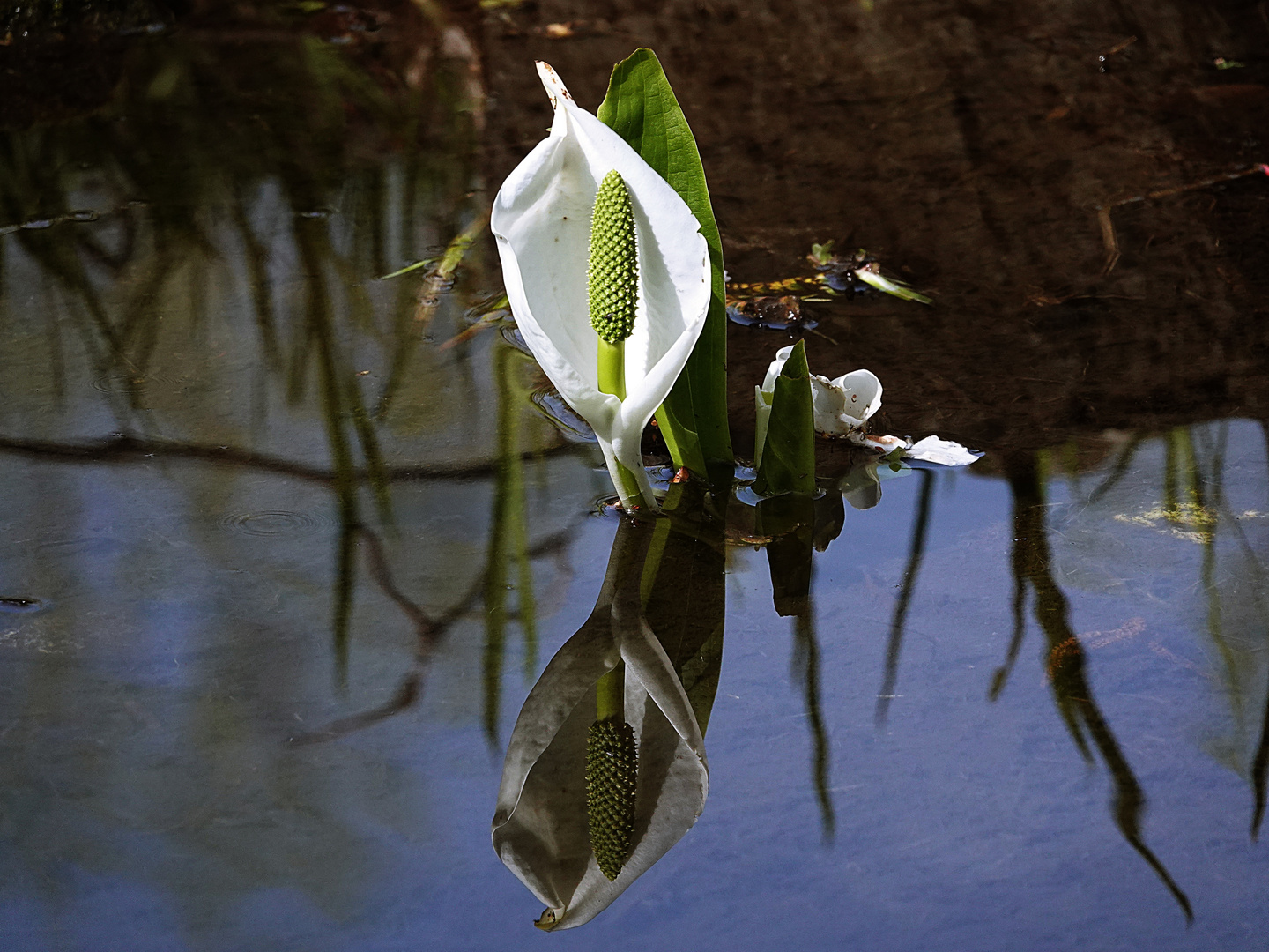 die Calla macht eine Kneippkur