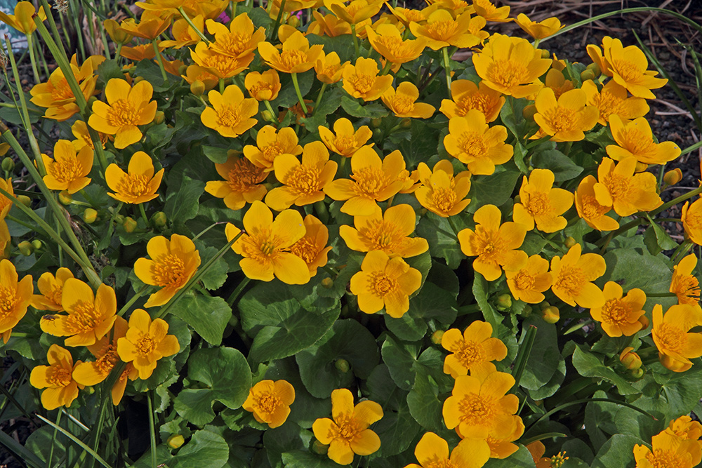 Die Calta palustris (Sumpfdotterblume) steht seit 10 Jahren außerhalb aber eng am Gartenteich...