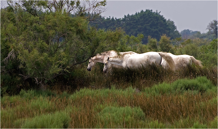 Die Camargue-Pferde