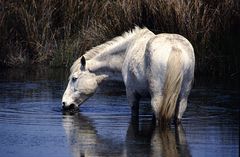 Die Camarguepferde...