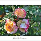 Die Camille Pissarro Rose