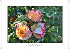 Die Camille Pissarro Rose