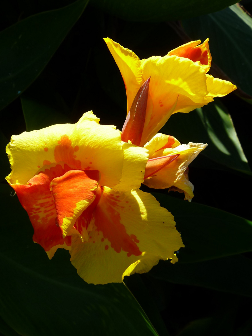 Die Canna... Foto & Bild blumen, natur, pflanzen Bilder auf