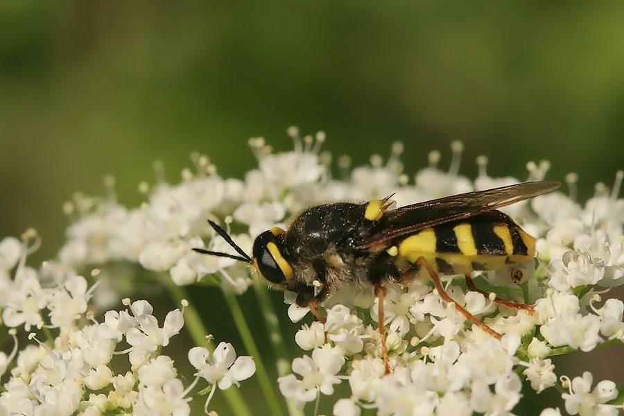 Die Chamaeleonfliege