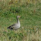 Die Chefgans wacht allein an vorderster Front in den Naturwiesen bei Westkapelle (Zeeland, NL)..